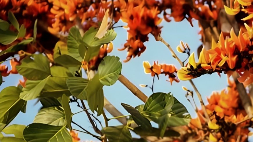 ಪಲಾಶ: ಕಾಡಿನ ಜ್ವಾಲೆ.. ಇದರ ಪ್ರಯೋಜನಗಳೇನು?