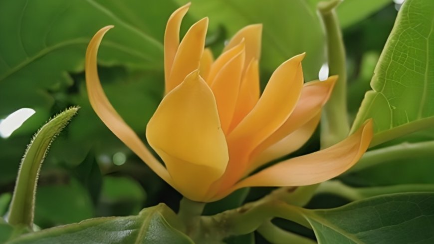 ಸಂಪಿಗೆ: ಸುಗಂಧಭರಿತ ಔಷಧೀಯ ಸಂಪತ್ತು.. ಉಪಯೋಗಗಳೇನು?