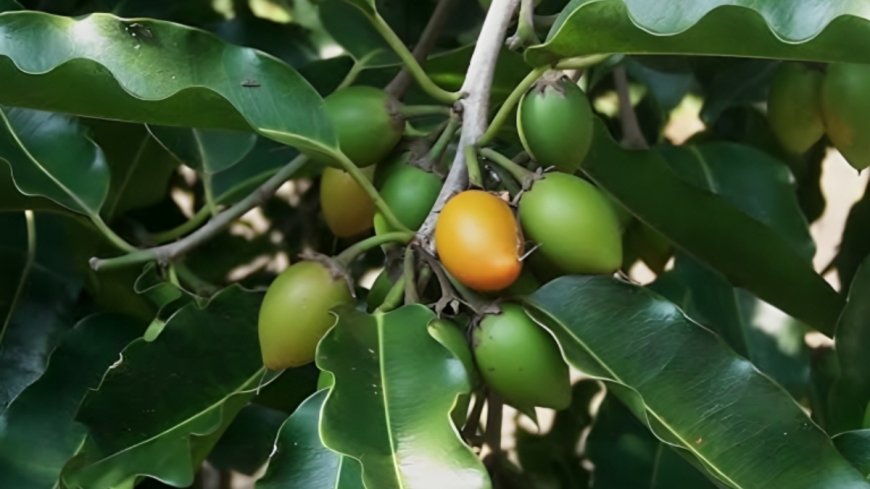ಬಕುಲ: ಸುಗಂಧ & ಔಷಧದ ಸಂಗಮ.. ಉಪಯೋಗಗಳೇನು?