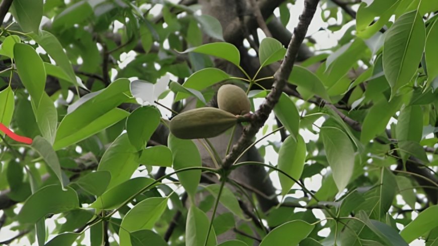 ಶಾಲ್ಮಲಿ ಮೂಲಿಕೆ: ಆರೋಗ್ಯ ವೃದ್ಧಿಗೆ ಸಹಕಾರಿ