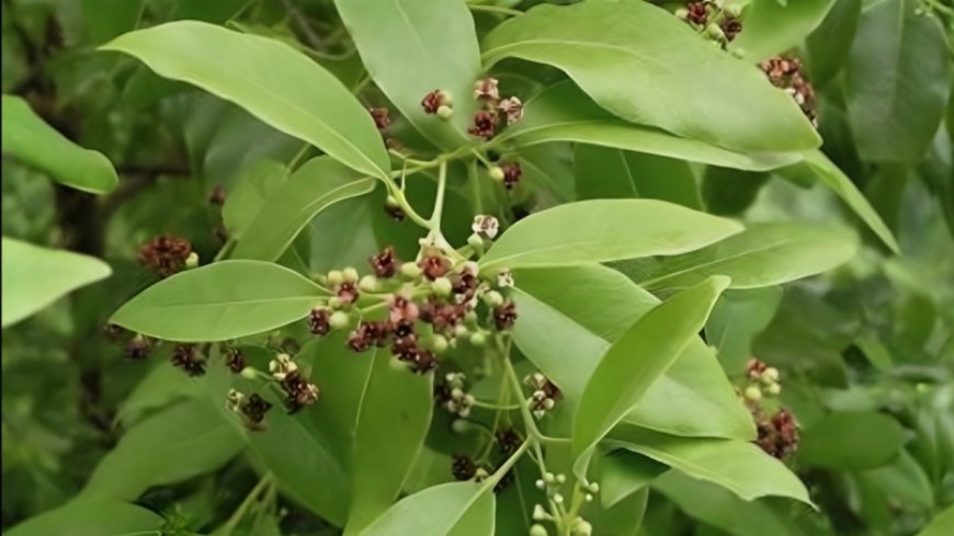 ಶ್ರೀಗಂಧದ ಆರೋಗ್ಯಕಾರಿ ಪ್ರಯೋಜನಗಳೇನು ಗೊತ್ತಾ?