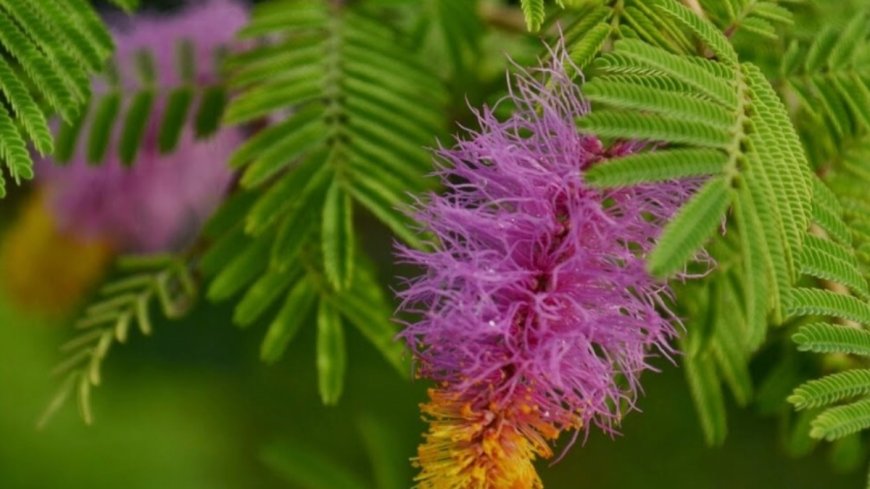 ಶಮಿ ವೃಕ್ಷ: ಆರೋಗ್ಯ ವೃದ್ಧಿಗೂ ಸಹಕಾರಿ