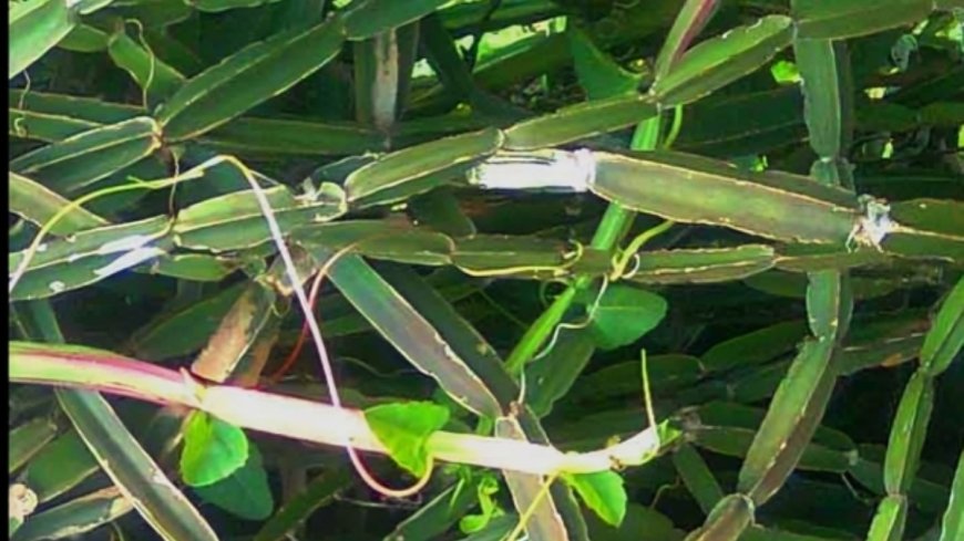 ಮಂಗರವಲ್ಲಿ: ಆರೋಗ್ಯಕಾರಿ ಪ್ರಯೋಜನಗಳೇನು ಗೊತ್ತಾ?