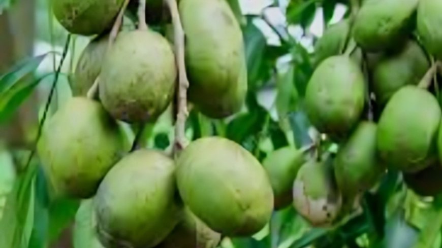ಅಮಟೆ ಮರ: ಆರೋಗ್ಯಕಾರಿ ಪ್ರಯೋಜನಗಳೇನು ಗೊತ್ತಾ?