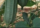 ಹೀರೆಕಾಯಿ: ಇದರ ಪ್ರಯೋಜನಗಳೇನು?