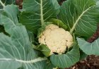 ಹೂಕೋಸು: ಇದರ ಪ್ರಯೋಜನಗಳೇನು?
