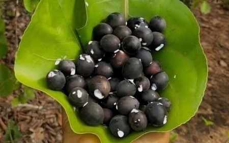 ಕಾವಳಿ ಹಣ್ಣು: ಇದರ ಪ್ರಯೋಜನಗಳೇನು?