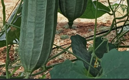 ಹೀರೆಕಾಯಿ: ಇದರ ಪ್ರಯೋಜನಗಳೇನು?