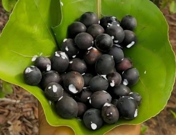 ಕಾವಳಿ ಹಣ್ಣು: ಇದರ ಪ್ರಯೋಜನಗಳೇನು?