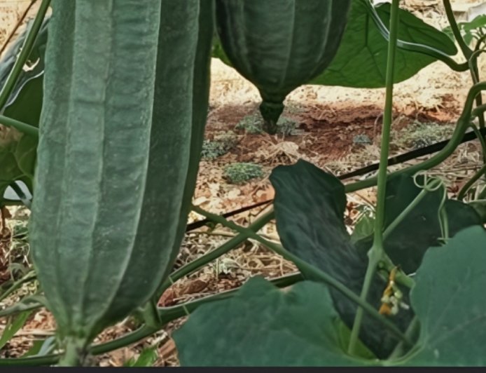 ಹೀರೆಕಾಯಿ: ಇದರ ಪ್ರಯೋಜನಗಳೇನು?