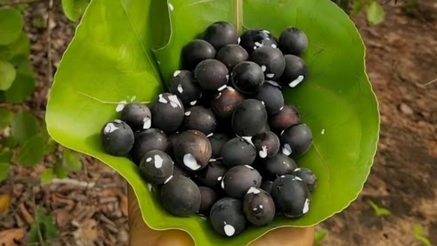 ಕಾವಳಿ ಹಣ್ಣು: ಇದರ ಪ್ರಯೋಜನಗಳೇನು?