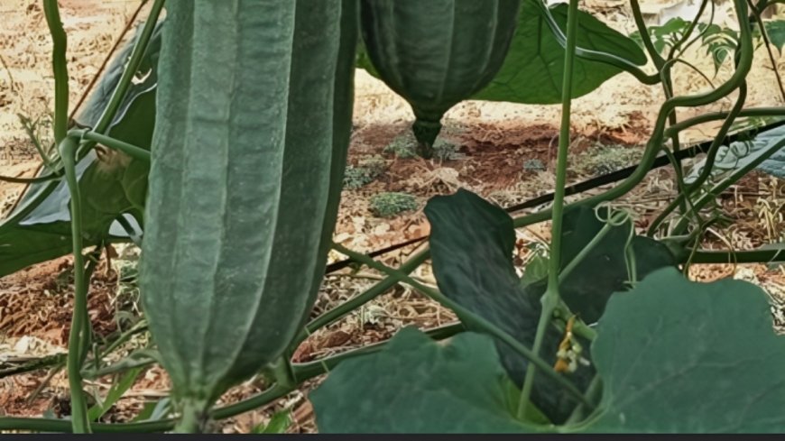 ಹೀರೆಕಾಯಿ: ಇದರ ಪ್ರಯೋಜನಗಳೇನು?