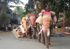 ಶಿವಮೊಗ್ಗ ದಸರಾ: ದಿಕ್ಕಾಪಾಲಾಗಿ ಓಡಿದ ಅಂಬಾರಿ ಹೊತ್ತ ಸೋಮಣ್ಣ ಆನೆ!