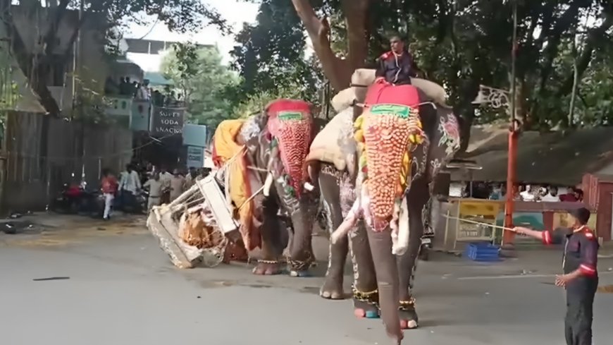 ಶಿವಮೊಗ್ಗ ದಸರಾ: ದಿಕ್ಕಾಪಾಲಾಗಿ ಓಡಿದ ಅಂಬಾರಿ ಹೊತ್ತ ಸೋಮಣ್ಣ ಆನೆ!